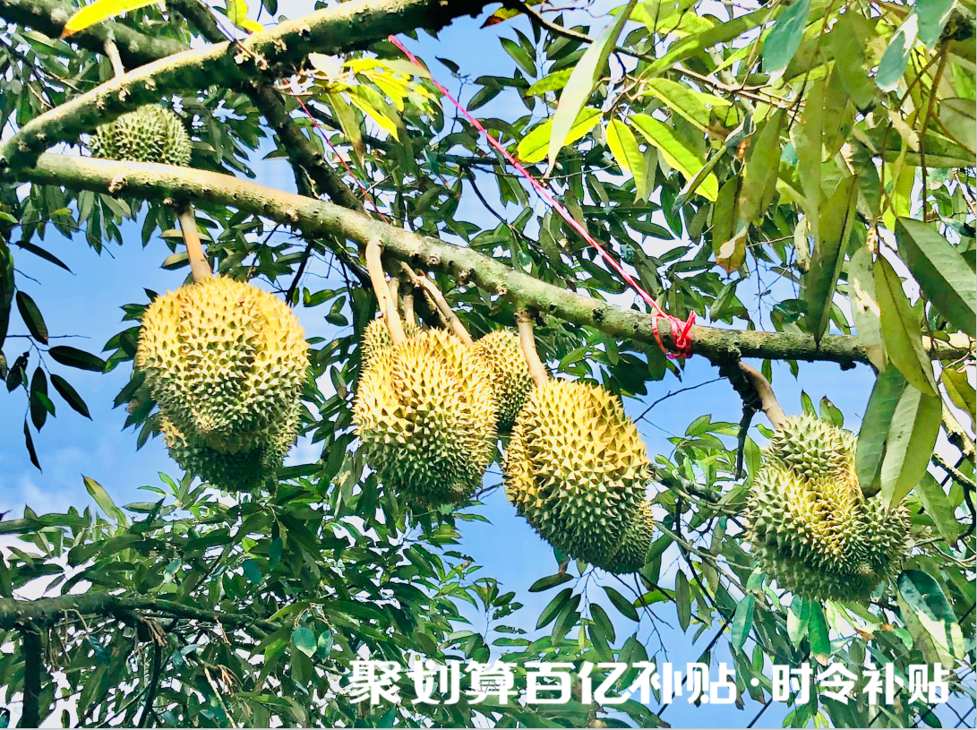 打造农货品牌的聚划算百亿补贴,终将成为"贵族水果"的下沉利器